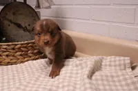 Zuma, a male Toy Australian Shepherd for sale in Versailles, MO – Photo 4 of 7