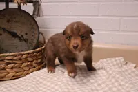 Zuma, a male Toy Australian Shepherd for sale in Versailles, MO – Photo 3 of 7