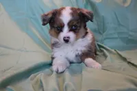 Maddie, a female Toy Australian Shepherd for sale in Versailles, MO – 4 of 7