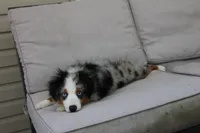 Beth, a female Toy Australian Shepherd for sale in Versailles, MO – 9 of 10