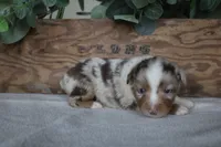 Aspen, a male Toy Australian Shepherd for sale in Versailles, MO – 5 of 8