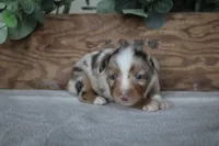 Aspen, a male Toy Australian Shepherd for sale in Versailles, MO – 7 of 8