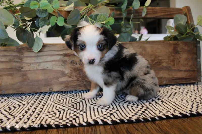 Beth – Toy Australian Shepherd puppy for sale in Versailles, MO