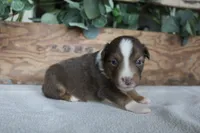 Cinnamon , a male Toy Australian Shepherd for sale in Versailles, MO – 2 of 6