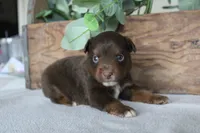 Pumpkin , a male Toy Australian Shepherd for sale in Versailles, MO – 1 of 8