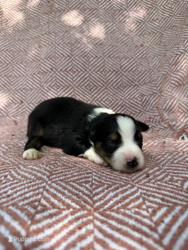 Beulah  – Toy Australian Shepherd puppy for sale in Versailles, MO