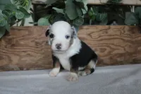 Smokey, a male Toy Australian Shepherd for sale in Versailles, MO – 3 of 5