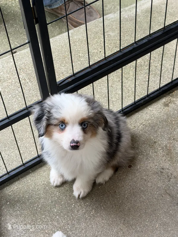Rip – Toy Australian Shepherd puppy for sale in Versailles, MO