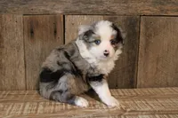 Nigel, a male Toy Australian Shepherd for sale in Versailles, MO – 4 of 5