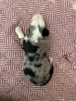 Carter, a male Toy Australian Shepherd for sale in Versailles, MO – 2 of 5
