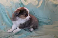 Maddie, a female Toy Australian Shepherd for sale in Versailles, MO – 6 of 7