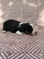 Beulah , a female Toy Australian Shepherd for sale in Versailles, MO – 7 of 7