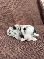 Nigel, a male Toy Australian Shepherd for sale in Versailles, MO – 6 of 6