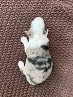 Jackie, a female Toy Australian Shepherd for sale in Versailles, MO – 4 of 5