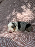 Azul, a male Toy Australian Shepherd for sale in Versailles, MO – 6 of 6
