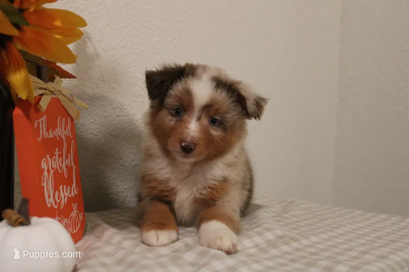 Aspen – Toy Australian Shepherd puppy for sale in Versailles, MO