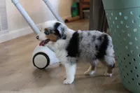 Azul, a male Toy Australian Shepherd for sale in Versailles, MO – 7 of 8