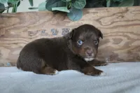 Pumpkin , a male Toy Australian Shepherd for sale in Versailles, MO – 3 of 8