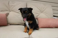 Everest, a female Toy Australian Shepherd for sale in Versailles, MO – Photo 7 of 7