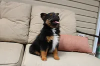 Everest, a female Toy Australian Shepherd for sale in Versailles, MO – Photo 3 of 7