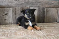 Everest, a female Toy Australian Shepherd for sale in Versailles, MO – Photo 6 of 8