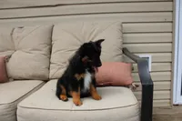 Everest, a female Toy Australian Shepherd for sale in Versailles, MO – Photo 5 of 7