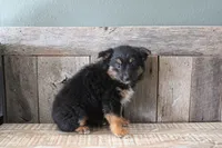 Everest, a female Toy Australian Shepherd for sale in Versailles, MO – Photo 8 of 8