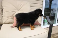 Everest, a female Toy Australian Shepherd for sale in Versailles, MO – Photo 4 of 7