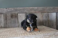 Everest, a female Toy Australian Shepherd for sale in Versailles, MO – Photo 3 of 8