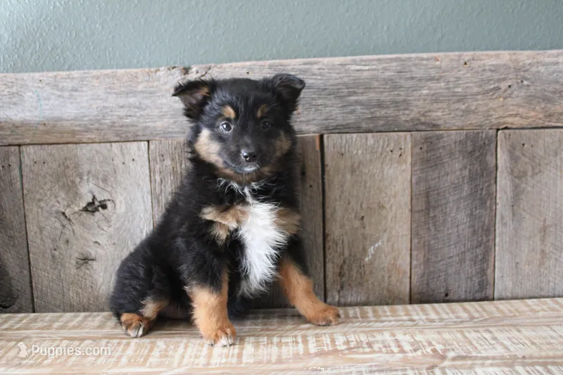 Everest – Toy Australian Shepherd puppy for sale in Versailles, MO
