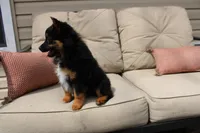 Everest, a female Toy Australian Shepherd for sale in Versailles, MO – Photo 6 of 7