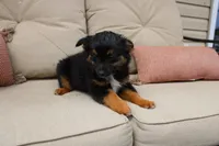 Everest, a female Toy Australian Shepherd for sale in Versailles, MO – Photo 2 of 7