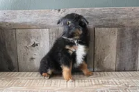 Everest, a female Toy Australian Shepherd for sale in Versailles, MO – Photo 7 of 8