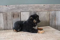 Everest, a female Toy Australian Shepherd for sale in Versailles, MO – Photo 5 of 8