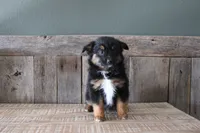 Everest, a female Toy Australian Shepherd for sale in Versailles, MO – Photo 2 of 8