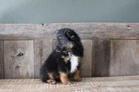 Everest, a female Toy Australian Shepherd for sale in Versailles, MO – Photo 4 of 8