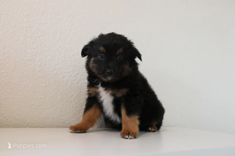 Everest – Toy Australian Shepherd puppy for sale in Versailles, MO