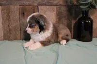 Maddie, a female Toy Australian Shepherd for sale in Versailles, MO – 7 of 9