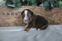 Cinnamon , a male Toy Australian Shepherd for sale in Versailles, MO – 3 of 6