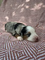 Beth, a female Toy Australian Shepherd for sale in Versailles, MO – 4 of 6