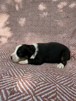 Beulah , a female Toy Australian Shepherd for sale in Versailles, MO – 4 of 7