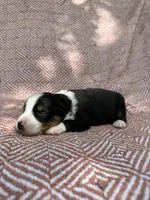 Beulah , a female Toy Australian Shepherd for sale in Versailles, MO – 2 of 7