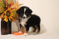 Autumn, a female Toy Australian Shepherd for sale in Versailles, MO – 2 of 8