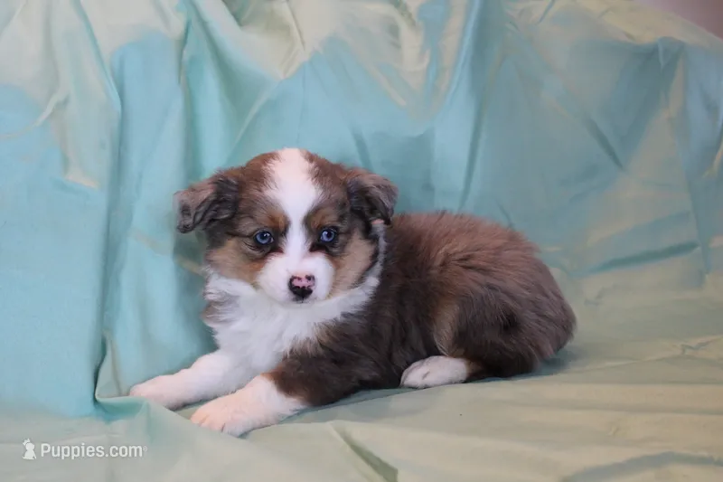 Maddie – Toy Australian Shepherd puppy for sale in Versailles, MO