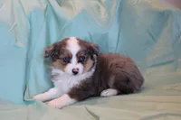 Maddie, a female Toy Australian Shepherd for sale in Versailles, MO – 1 of 7