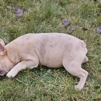 Lassie, a female French Bulldog for sale in Delta, CO – Photo 2 of 10