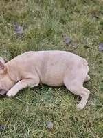 Lassie, a female French Bulldog for sale in Delta, CO – Photo 2 of 10