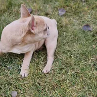Lassie, a female French Bulldog for sale in Delta, CO – Photo 5 of 10