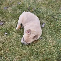Lassie, a female French Bulldog for sale in Delta, CO – Photo 9 of 10
