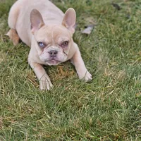 Lassie, a female French Bulldog for sale in Delta, CO – Photo 7 of 10